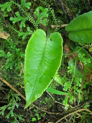 Diplazium cordifolium