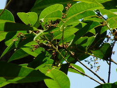 Olea dioica