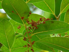 Olea dioica
