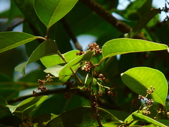 Olea dioica