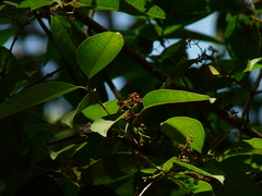 Olea dioica