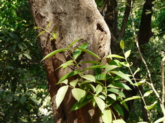 Olea dioica