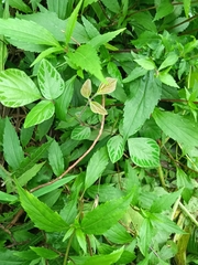 Hylodesmum repandum