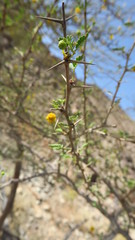 Vachellia flava