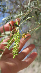 Prosopis cineraria