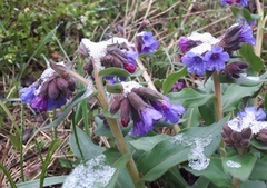 Pulmonaria mollis