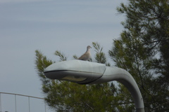 Streptopelia decaocto