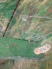 Holocnemus pluchei