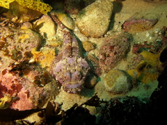 Thysanophrys cirronasus