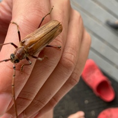 Ochrocydus huttoni