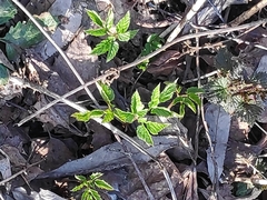 Aegopodium podagraria