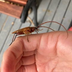 Ochrocydus huttoni