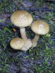 Armillaria novae-zelandiae