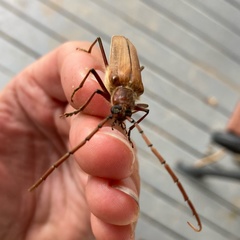 Ochrocydus huttoni