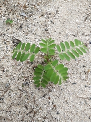 Phyllanthus urinaria