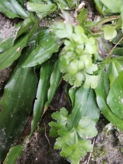 Polypodiopsida