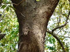 Olea dioica