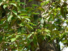 Olea dioica