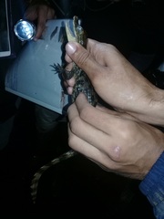 Caiman crocodilus fuscus