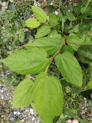Muntingia calabura