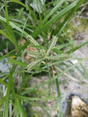 Dactyloctenium aegyptium