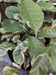 Excoecaria cochinchinensis