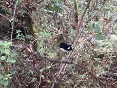 Petroica macrocephala