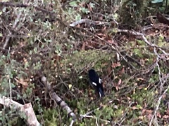 Petroica macrocephala