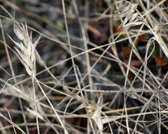 Danthonia intermedia riabuschinskii