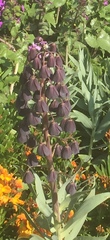 Fritillaria persica