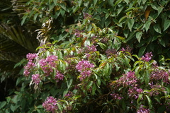Fuchsia paniculata