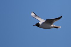 Chroicocephalus ridibundus