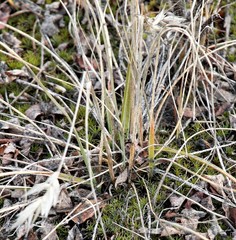 Danthonia intermedia riabuschinskii