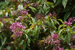 Fuchsia paniculata