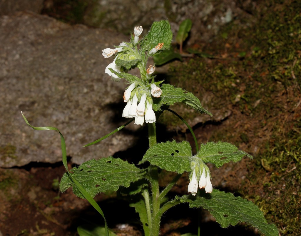 Symphytum anatolicum