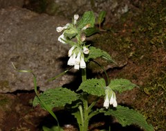 Onosma aucheriana