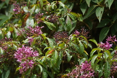 Fuchsia paniculata