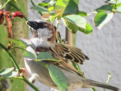 Passer domesticus