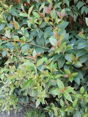 Ligustrum lucidum