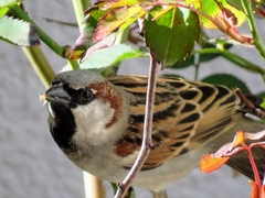 Passer domesticus