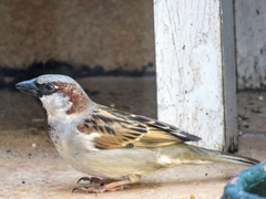 Passer domesticus