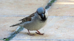 Passer domesticus