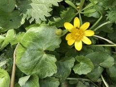 Ficaria verna