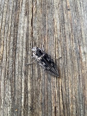 Chalcophora virginiensis