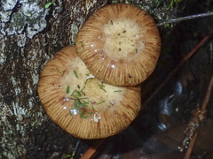 Armillaria novae-zelandiae