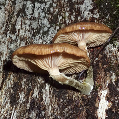 Armillaria novae-zelandiae