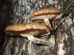 Armillaria novae-zelandiae