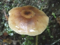 Armillaria novae-zelandiae