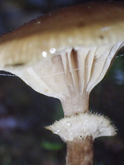 Armillaria novae-zelandiae