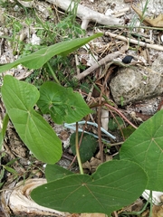 Macaranga tanarius